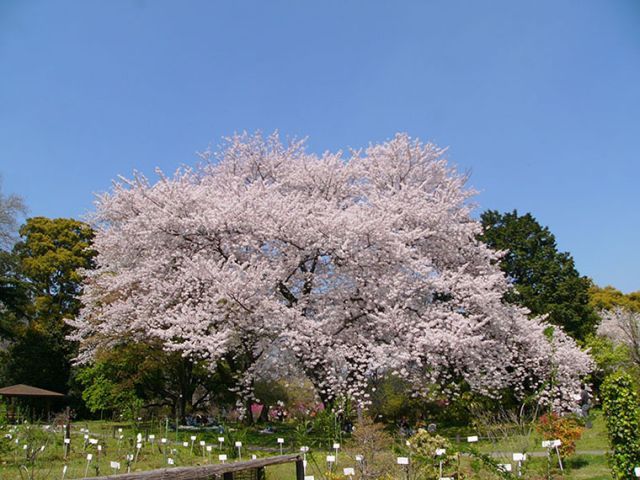 桜満開・染井吉野（ソメイヨシノ）